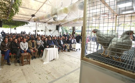 بالصور.. واصبح للدجاج ملكة جمال!